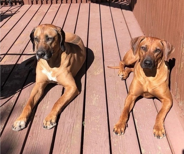 Medium Photo #7 Rhodesian Ridgeback Puppy For Sale in FAIRPLAY, CO, USA