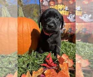 Labrador Retriever Puppy for sale in NEOLA, WV, USA