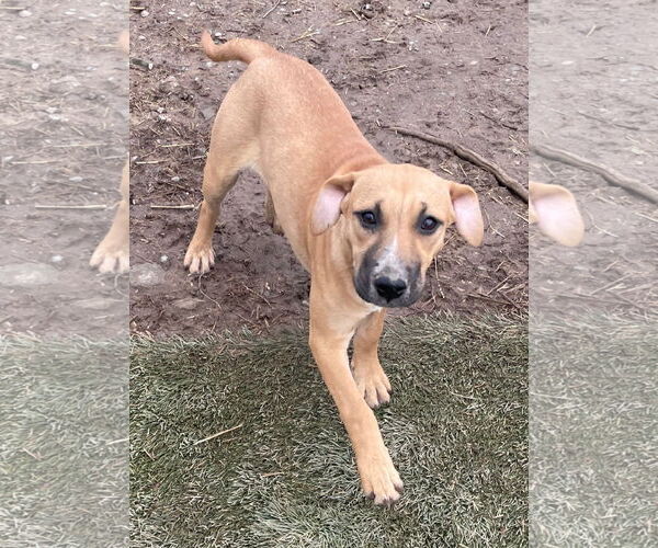 Medium Photo #1 American Staffordshire Terrier-Unknown Mix Puppy For Sale in Tracy City, TN, USA