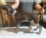 Small #1 German Shorthaired Pointer