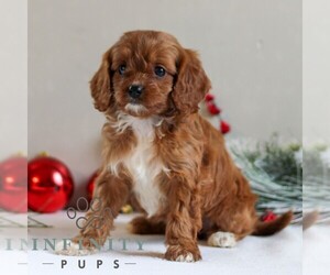 Cavapoo Puppy for sale in LITITZ, PA, USA