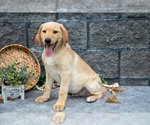 Small Photo #44 Labrador Retriever Puppy For Sale in MILLERSBURG, OH, USA
