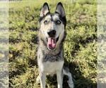 Small #1 Siberian Husky