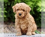 Small Goldendoodle (Miniature)
