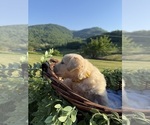 Small #7 Golden Retriever