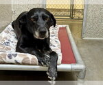 *MILLIE - Female Labrador Retriever-Unknown Mix Dog for Adoption - Small photo