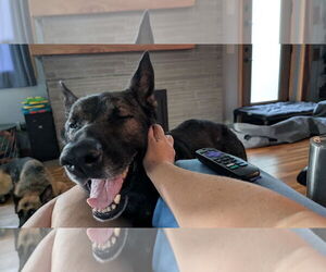 German Shepherd Dog Dogs for adoption in Princeton, MN, USA