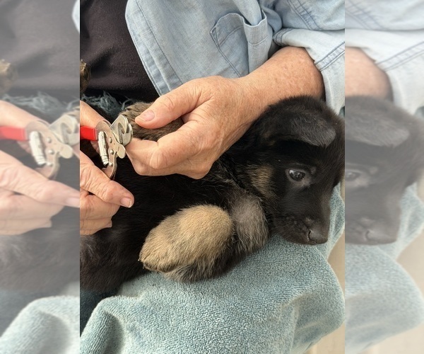 Medium Photo #7 German Shepherd Dog Puppy For Sale in FORT WAYNE, IN, USA