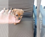Small #10 Chorkie