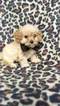 Small Photo #2 Cavachon Puppy For Sale in EDEN, PA, USA