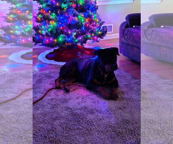 Medium Photo #3 Rottweiler Puppy For Sale in Hillsboro, NH, USA
