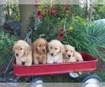Small #2 Golden Retriever