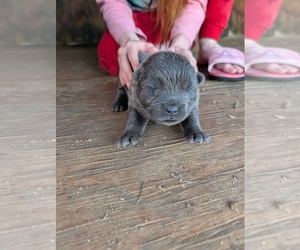 Chow Chow Puppy for sale in HARVEST, AL, USA