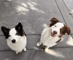 Small #28 Border-Aussie