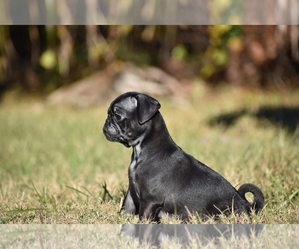 Medium Photo #3 Pug Puppy For Sale in PALM COAST, FL, USA