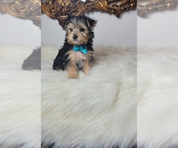 Medium Photo #4 Yorkshire Terrier Puppy For Sale in INDIANAPOLIS, IN, USA