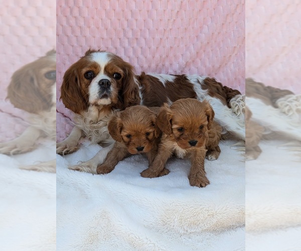 Medium Photo #8 Cavapoo Puppy For Sale in RICHMOND, IL, USA
