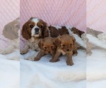 Small #7 Cavapoo