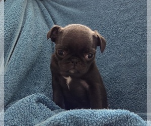 Medium Pug