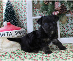 Small Photo #20 YorkiePoo Puppy For Sale in CHANUTE, KS, USA