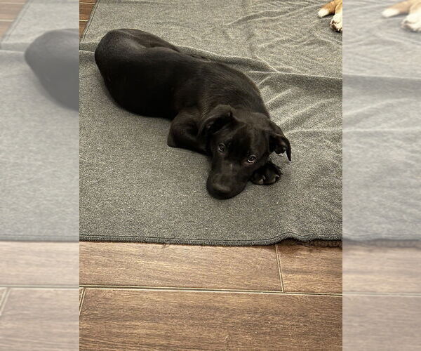Medium Photo #3 Labrador Retriever-Unknown Mix Puppy For Sale in Lakewood, CO, USA