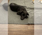 Small #2 Labrador Retriever Mix