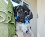 Small Mutt