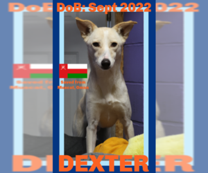 Saluki-Whippet Mix Dogs for adoption in Sebec, ME, USA