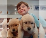 Small Photo #2 Golden Retriever Puppy For Sale in BEVERLY HILLS, CA, USA