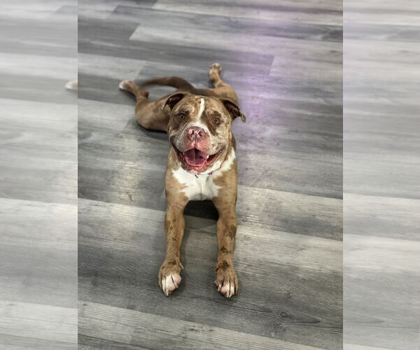 Medium Photo #2  Puppy For Sale in , 