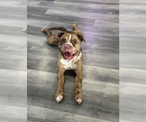 Mutt Dogs for adoption in Las Vegas, NV, USA