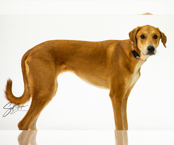 Medium Photo #2 Doberman Pinscher-Great Pyrenees Mix Puppy For Sale in Brooklyn Center, MN, USA
