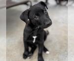 Small #1 Labrador Retriever Mix