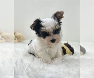 Yorkshire Terrier Puppy for sale in MIAMI BEACH, FL, USA