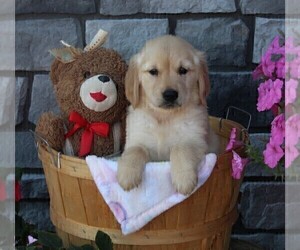 Golden Retriever Puppy for sale in FREDERICKSBURG, OH, USA
