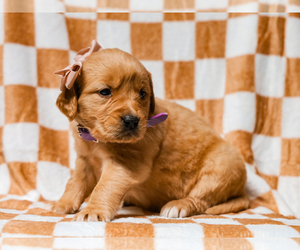 Golden Retriever Puppy for sale in LIBERTY, KY, USA