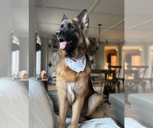 Medium Photo #52 German Shepherd Dog Puppy For Sale in LA FAYETTE, NY, USA