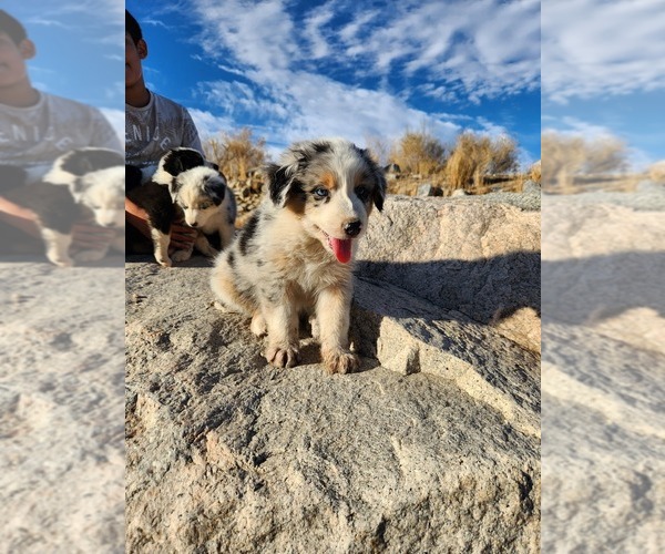 Medium Photo #3 Australian Shepherd Puppy For Sale in MORONGO VALLEY, CA, USA