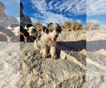 Small #2 Australian Shepherd