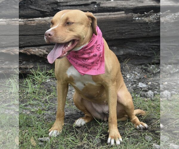 Medium Photo #10 American Staffordshire Terrier-Unknown Mix Puppy For Sale in Sanford, FL, USA