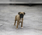 Small #2 Boxer