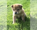 Small Photo #11 Shiba Inu Puppy For Sale in SNOHOMISH, WA, USA