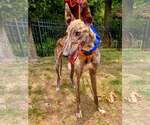 Small #3 Greyhound