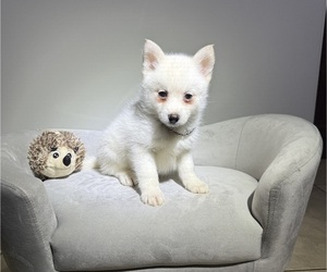 Pomsky Puppy for sale in WEBSTER, FL, USA