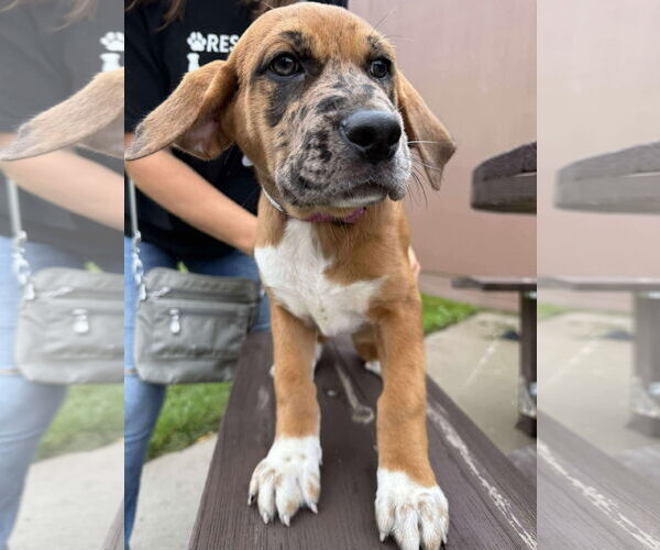 Medium Photo #5 Mutt Puppy For Sale in Duluth, MN, USA