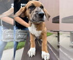 Small #4 Mutt