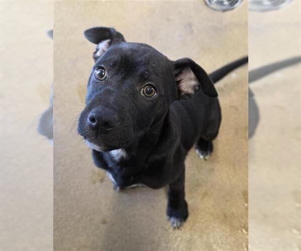 Medium Photo #3 Rottweiler-Unknown Mix Puppy For Sale in San Antonio, TX, USA