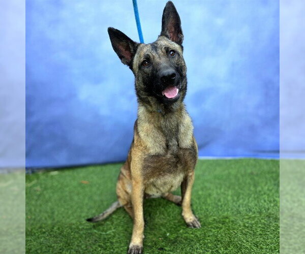 Medium Photo #1 Mutt Puppy For Sale in Long Beach, CA, USA