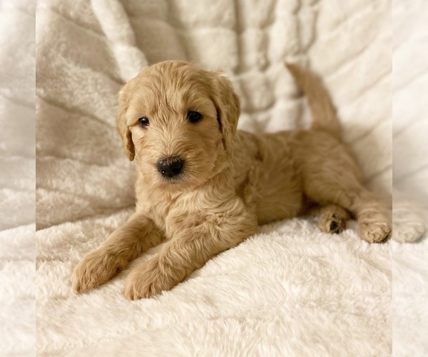 Medium Photo #7 Goldendoodle Puppy For Sale in CARMICHAEL, CA, USA