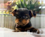 Small #3 Yorkshire Terrier